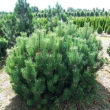 Pinus mugo mugo bor