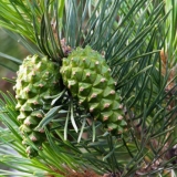 Šišarke: ljekovita svojstva i kontraindikacije