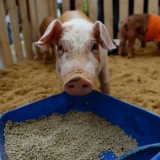 Sastav hrane za svinje i prasad: tabela, stope hranjenja, recepti