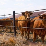 Specifičnosti rastresitog držanja krava