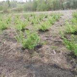 Specifičnosti industrijskog i privatnog uzgoja ribizle