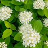 Spirea od listova breze: sadnja i njega, fotografija