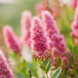 Spirea bilar: fotografija i opis