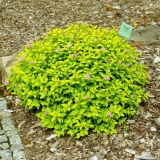 Spirea golden carpet, magic carpet i green carpet