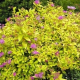 Spirea zlatne princeze: fotografija i opis