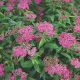 Spiraea japonica crvena