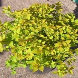 Spiraea japanese goldmound