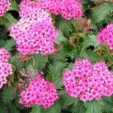 Spiraea japanese crispa