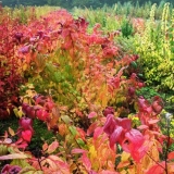 Spiraea japonica macrophylla