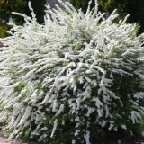 Spirea siva grefsheim: sadnja i njega, fotografija