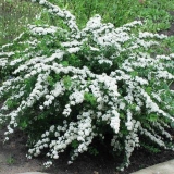 Spirea snowmound: fotografija i opis