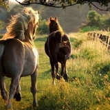 Metoda trčanja konja