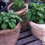 Kako saditi krompir u vrećama