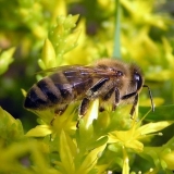 Centralno ruska pčela
