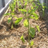 Srednje sezonske sorte slatke paprike