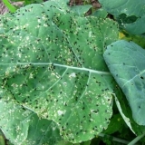 Lijekovi protiv buva na kupusu: narodni, biološki i hemijski