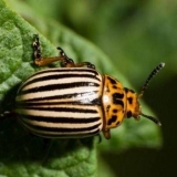 Lijek za prestiž koloradske zlatice