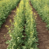 Haker za ubijanje trave: upute za upotrebu, recenzije