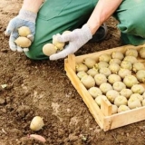 Datumi sadnje krompira