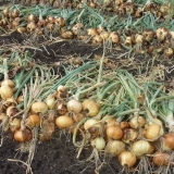 Uslovi berbe repe u srednjoj traci