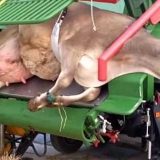 Trimer za kopita goveda