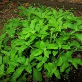 Stevija biljka: opis, svojstva i upotreba