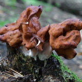 Jesenska linija (jesenska oštrica): fotografija i opis kako kuhati