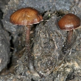 Usrana strofarija (kaka ćelava glava, usrana muha agarika): fotogra...