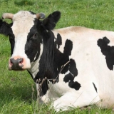 Subinvolucija maternice kod krava: liječenje i prevencija