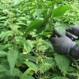 Osušena kopriva: korisna svojstva, pravila i metode sušenja