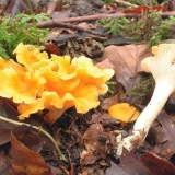 Sušene lisičarke: ljekovita svojstva, recepti, primjena