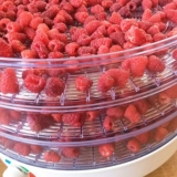 Sušenje maline za zimu kod kuće