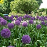 Suvorov luk (anzur): uzgoj i njega, fotografije, koristi i štete, kako saditi