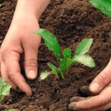 Mulat od cikle: opis sorte, fotografija, uzgoj, sadnja i njega