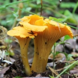 Supa od sira sa lisičarkama: sa topljenim sirom, piletina