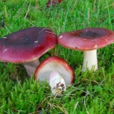 Russula postaje smeđa: fotografija i opis