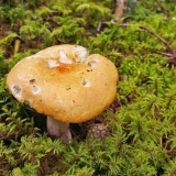 Russula blijedi: fotografija i opis