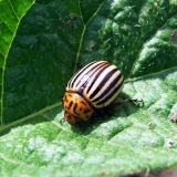 Duvan protiv koloradske zlatice