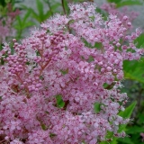 Livada (livada) crvena venusta magnifica (venusta magnifica): opis,...