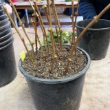 Tehnologije za ukorjenjivanje reznica grožđa