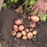 Tehnologija uzgoja krompira