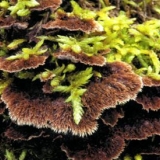 Telephora klinčić (karanfil): fotografija i opis