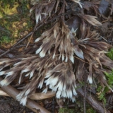 Tassel telephora: fotografija i opis