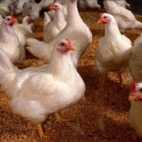 Temperatura za brojlere (tabela)