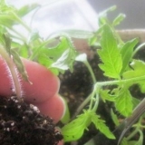 Temperaturni režim za sadnice paradajza