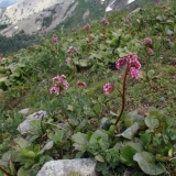 Pacifička bergenija: opis, ljekovita svojstva i narodni recepti