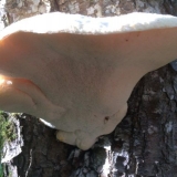 Tiromyces snježno bijeli: fotografija i opis