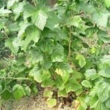 Titania - zašto je ova sorta crne ribizle toliko popularna