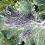 Lisne uši na kupusu: narodne metode i hemijska sredstva suzbijanja