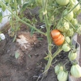 Paradajz 100 funti: karakteristike i opis sorte